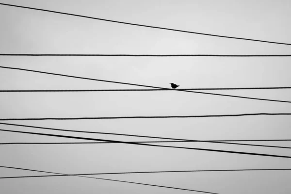 Silhouette Vogel Sitzt Auf Maschen Aus Elektrischen Drähten Schwarz Weiß — Stockfoto