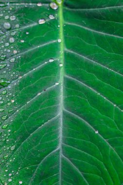 Taro 'nun Taze Yeşil Kapanışı (Colocasia esculenta) Bitki Yaprakları Yağmurlu Damlalar veya Sabah Çeşmesi. Fil Kulak Bitkileri ya da Hintçe Arbi Yaprağı olarak da bilinir..