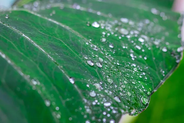 Verse Groene Close Van Taro Colocasia Esculenta Plantenbladeren Met Regendruppels — Stockfoto