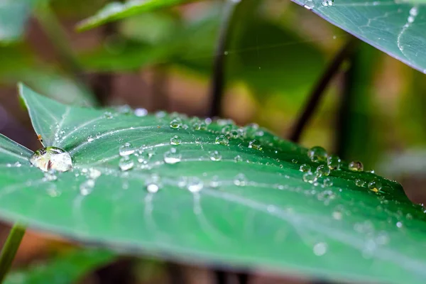 Friss Zöld Közeli Taro Colocasia Esculenta Növényi Levelek Esőcseppekkel Vagy — Stock Fotó
