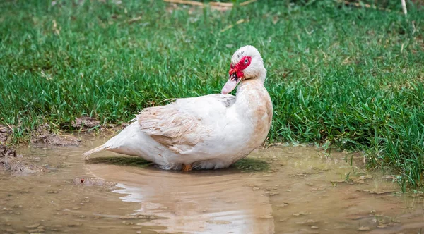 Retrato Del Pato Moschata Cairina Pato Doméstico Hombre Moscovy Duck —  Fotos de Stock