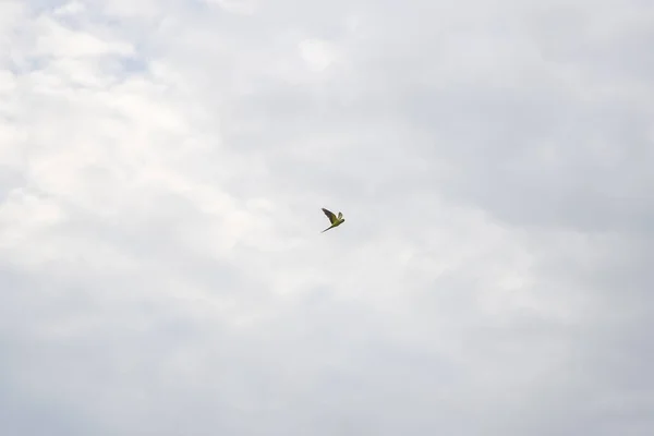 Lone parrot flying against the white clouds.