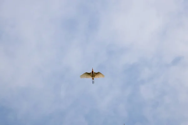 Tiefansicht Des Seidenreihers Egretta Garzetta Flug Gegen Den Blauen Himmel — Stockfoto