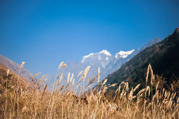 Himalajski Szczyt Przeciwko Trzcinie Górach — Zdjęcie stockowe