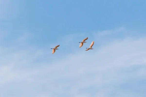 Vista Baixo Ângulo Little Egret Egretta Garzetta Voando Contra Céu — Fotografia de Stock