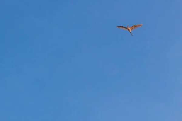 Tiefansicht Des Seidenreihers Egretta Garzetta Flug Gegen Den Blauen Himmel — Stockfoto