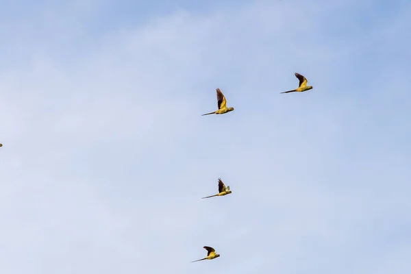 一群玫瑰环抱的鹦鹉在蓝天上飞舞 — 图库照片