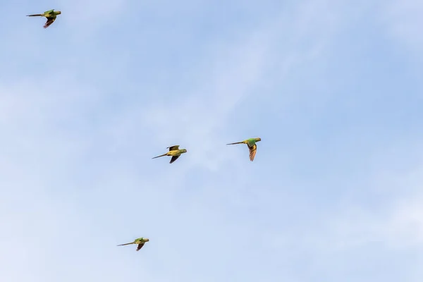 Flock of Rose-Ringed Parakeet flying against blue sky