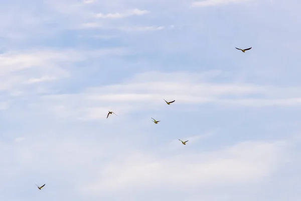 Стая Розовокольчатых Попугаев Летит Синему Небу — стоковое фото