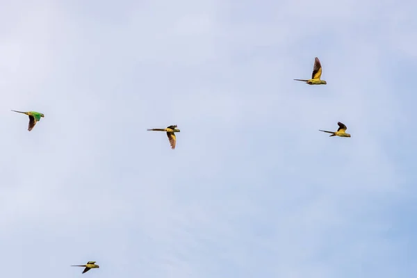 Flock of Rose-Ringed Parakeet flying against blue sky