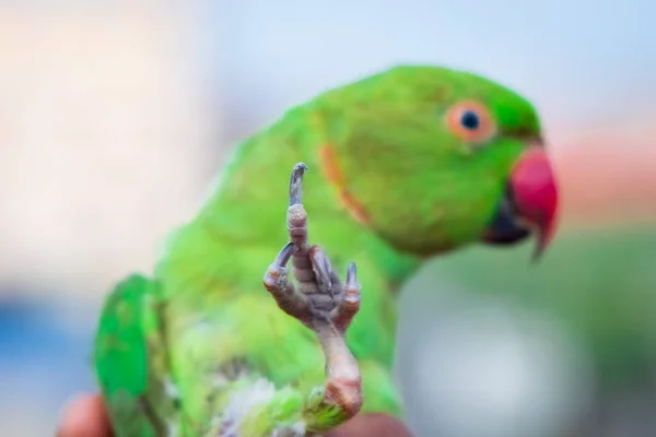 Vtipná Růže Kroužkem Papouška Zvedá Drápy Způsobem Připomínajícím Prostředníček — Stock fotografie