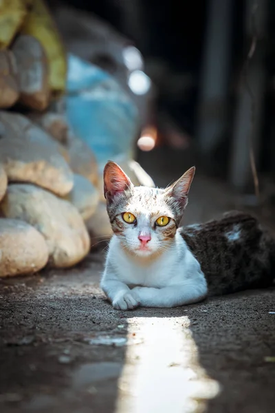 Білий Кіт Жовтими Очима Прикриття — стокове фото