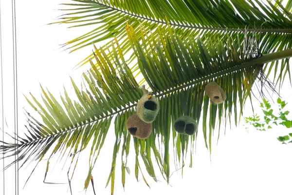 Nahaufnahme Baya Webervogel Arbeitet Einem Nest Das Einer Palme Hängt — Stockfoto