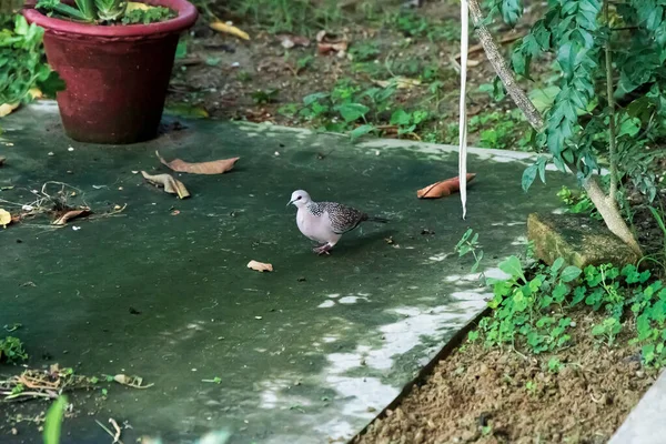 Bahçede Uzun Kuyruklu Beyaz Benekli Güvercin Spilopelia Chinensis — Stok fotoğraf