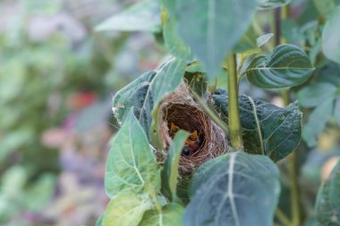 Ashy Wren Warbler (Prinia Socialis) yuvadaki aç yavruları besler.