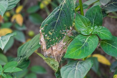Ashy Prinia 'nın kamufle edilmiş yuvası bir bitkinin dalına asılmış, hemen fark edilmesi zor..