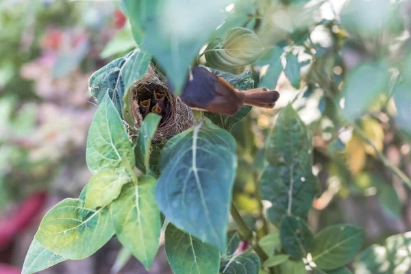 Ashy Wren Warbler Prinia Socialis Voedt Jonge Hongerige Jongen Het — Stockfoto