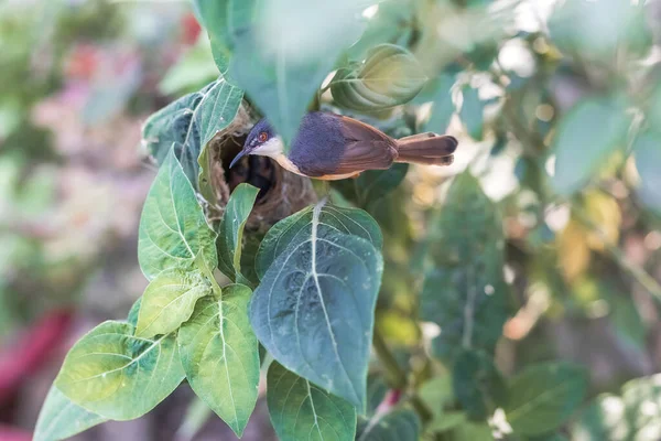 Ashy Wren Warbler Prinia Socialis Voedt Jonge Hongerige Jongen Het — Stockfoto