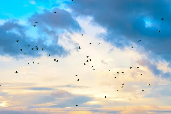 Silhouetted Sok Papagáj Madarak Repül Felhők Alatt Arany Óra Naplemente — Stock Fotó