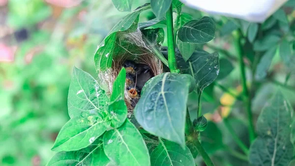 Ashy Wren Warbler Prinia Socialis 在窝里喂养饥饿的幼崽 — 图库照片