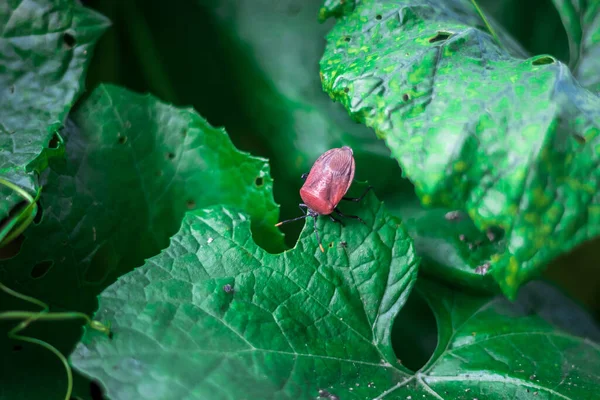 Close Van Pentatomomorpha Insect Bug Green Plant — Stockfoto
