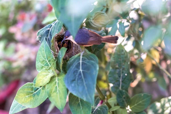 Ashy Wren Warbler Prinia Socialis Nourrit Jeunes Oisillons Affamés Dans — Photo