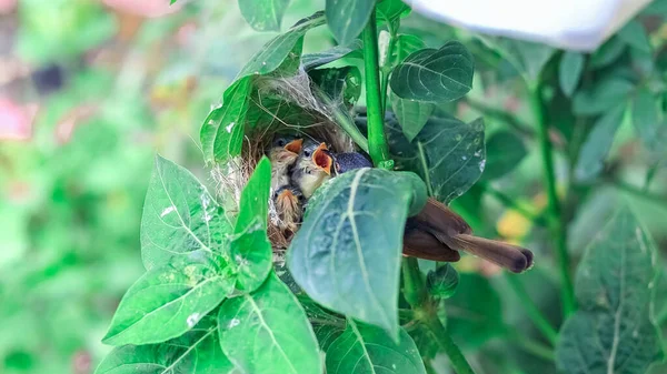 Ashy Wren Warbler Prinia Socialis 在窝里喂养饥饿的幼崽 — 图库照片