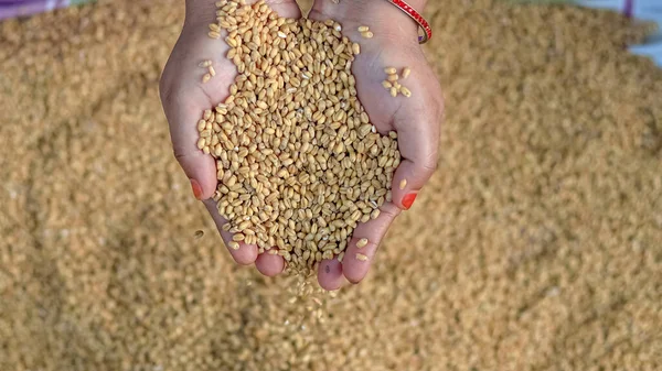 Farmer holding grains in her hands Closeup. Female cupped hands pouring whole wheat grain kernels. Wheat in a hand good harvest. Harvest close-up of farmers hands holding wheat grains.