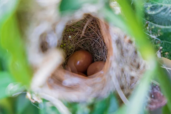 Egg Ashy Prinia Prinia Socialis Nest — Stock Photo, Image