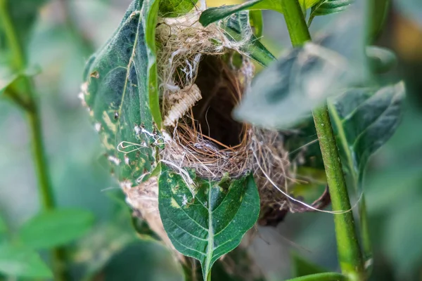 Nid Camouflé Ashy Prinia Accroché Branche Une Plante Difficile Repérer — Photo