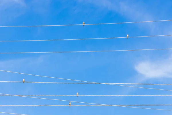 Птицы Сидят Широком Фоне Голубого Неба — стоковое фото