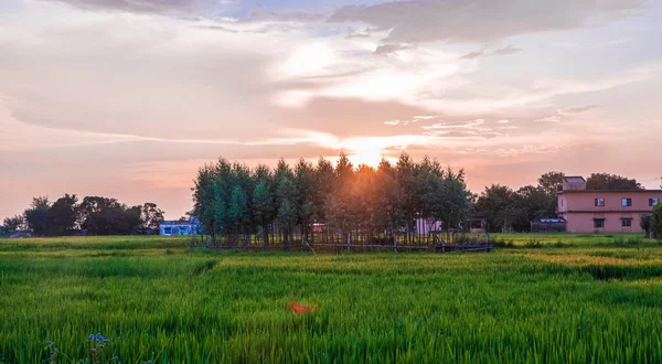 Wide Shot Lush Green Field Green Grass Wheat Sunset — Stock Photo, Image