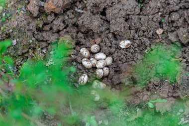 Closeup of Common Watersnake Eggs in the garden soil. clipart
