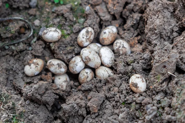 Gros Plan Des Oeufs Couleuvre Eau Commune Dans Sol Jardin — Photo