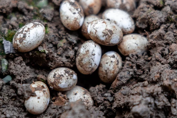 Gros Plan Des Oeufs Couleuvre Eau Commune Dans Sol Jardin — Photo