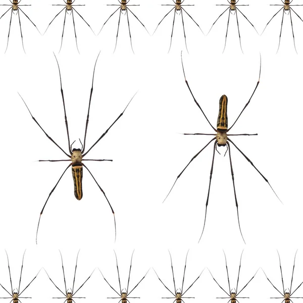 Giant Scary Spider Pattern Isolated White Background — Stock Photo, Image