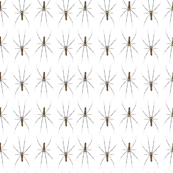 Giant Scary Spider Pattern Geïsoleerd Een Witte Achtergrond — Stockfoto