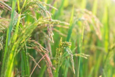 Pirinç ekinleri tarlada hasat için hazır.