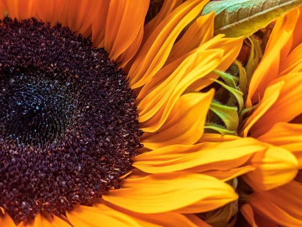 Parlak desenli ayçiçeği bir bukette