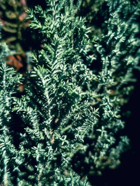 Dikey yeşil ardıç yaprağı arkaplanı