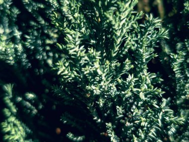 Yatay yeşil ardıç yaprakları arkaplanı