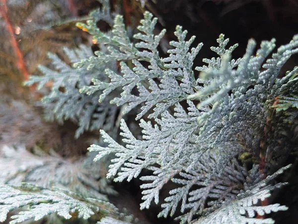 Lawson servi ağacının yeşil arka planı yatay fotoğraf