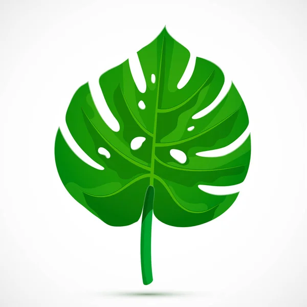 몬스타잎 열대식물 — 스톡 벡터
