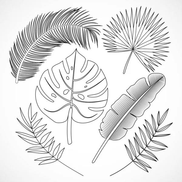 Silueta de hojas de palma conjunto contorno — Vector de stock