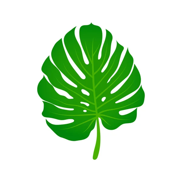 Hoja Verde Palma Monstera Planta Tropical Aislada Sobre Fondo Blanco — Vector de stock