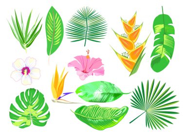 Beyaz arka planda izole edilmiş tropik yapraklar ve çiçekler.
