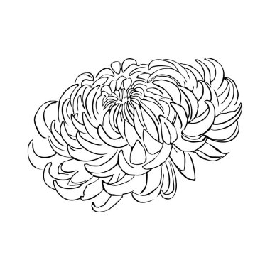 kasımpatı çiçeği vektör çizim el çekilmiş