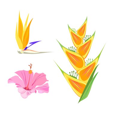 Beyaz arka plan üzerinde izole çeşitli egzotik tropik çiçekler