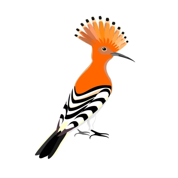 Hoopoe Pájaro Vector Ilustración Aislado Sobre Fondo Blanco — Vector de stock