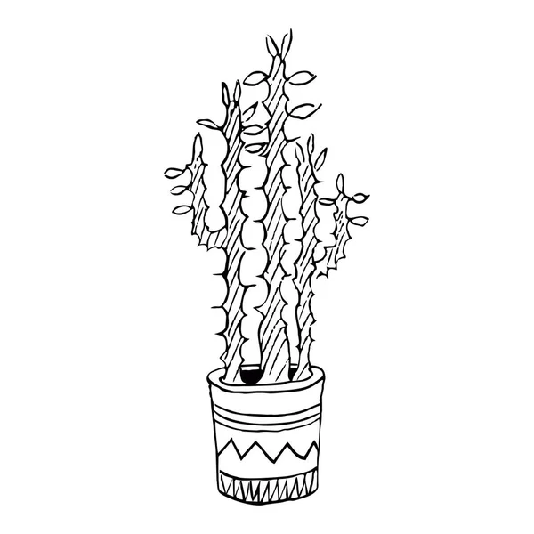 Planta Cactos Desenhada Mão Ilustração Vetorial — Vetor de Stock